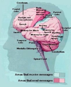 Read more about the article Trading Psychology – A Significant Yet Little-Discussed Aspect of The Human Condition